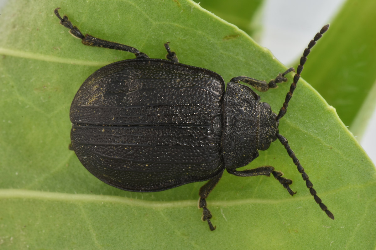 Chrysomelidae: Galeruca tanaceti